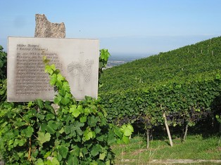 Weinlehrpfad